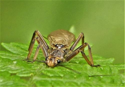 Réf. 305 252 : Perla marginata